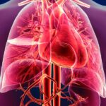 Herz-Kreislauf-System