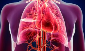 Herz-Kreislauf System